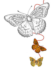 borboleta desenho para colorir