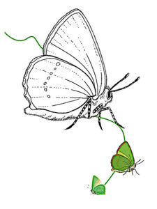 borboleta para colorir e imprimir