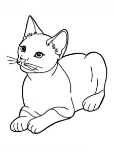 desenho de gatinho para colorir