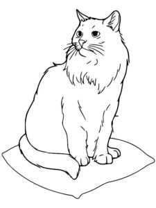 desenho de gatinho para colorir