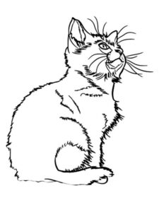 desenho de gato para colorir