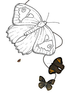 desenho para colorir borboleta