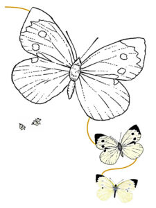 desenho para colorir borboleta
