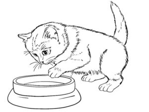 desenhos de gato para colorir