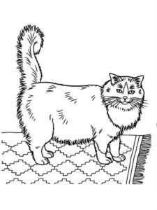 desenhos de gatos para colorir