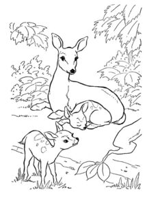 desenhos para colorir animais