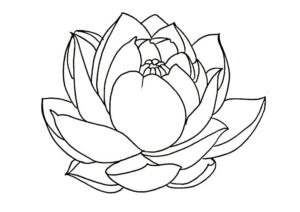 flor de lotus desenho